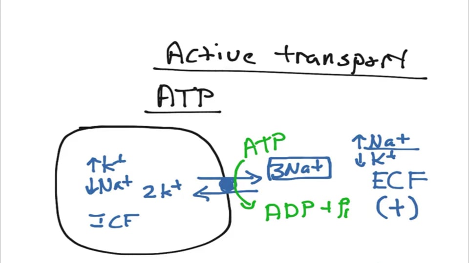 The Sodium Potassium ATPase Pump