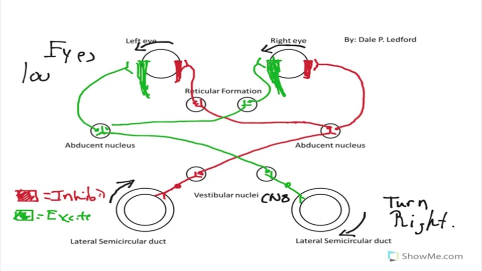 The Vestibulo-ocular Reflex