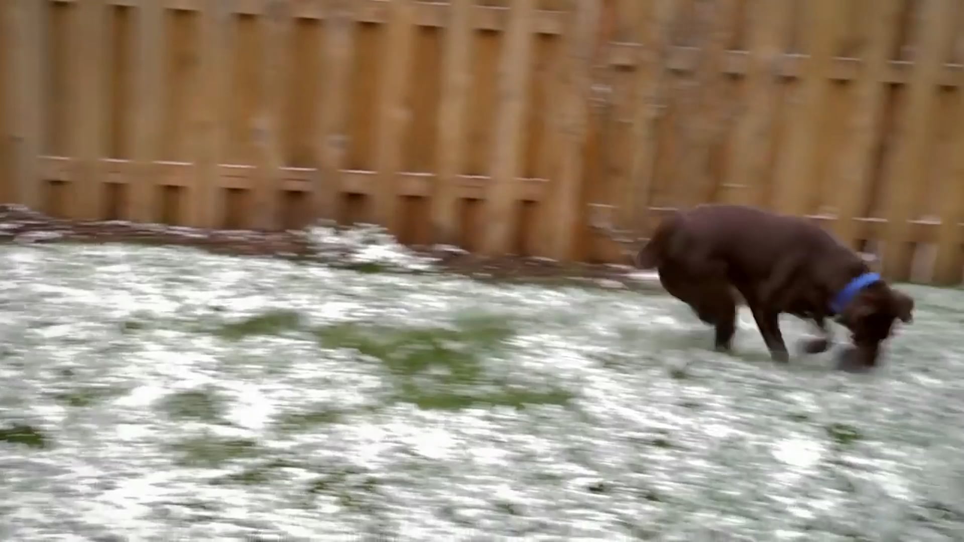 Bissell Crosswave Pet Pro Agency - Rain TGA     Role - Editor