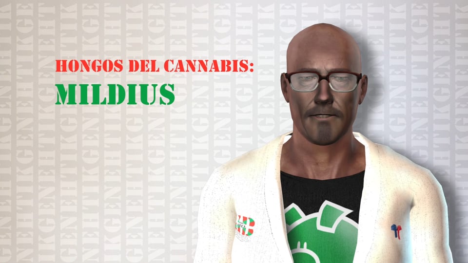 Hongos del cannabis - Mildius