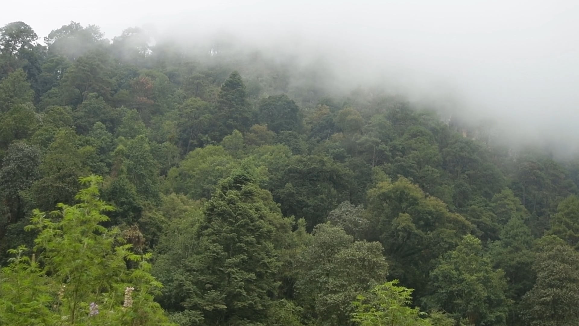 MODEBOCU | Defendiendo el territorio | Zirimondiro