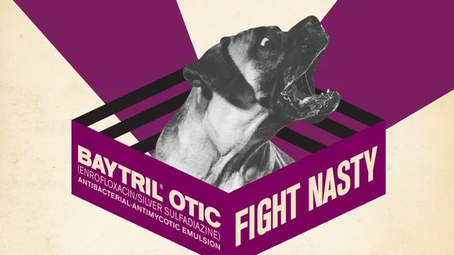 Baytril otic 2024 solution for dogs