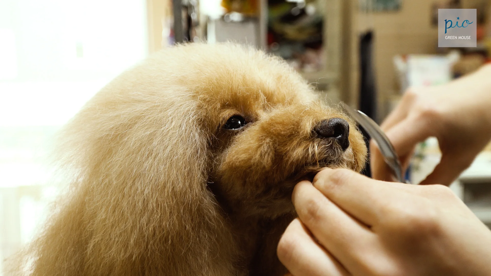 パワー有♪プロ用ペットセニングシザー両面可☀犬トリミングペットママ
