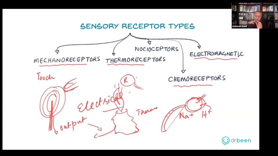 Sensory Receptors in Skin (Webinar Recording)