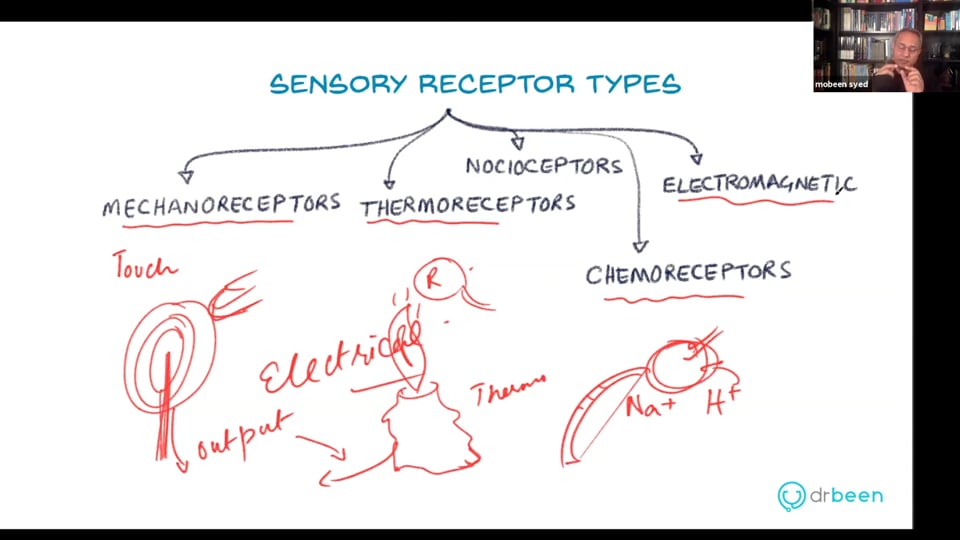 Sensory Receptors in Skin (Webinar Recording)