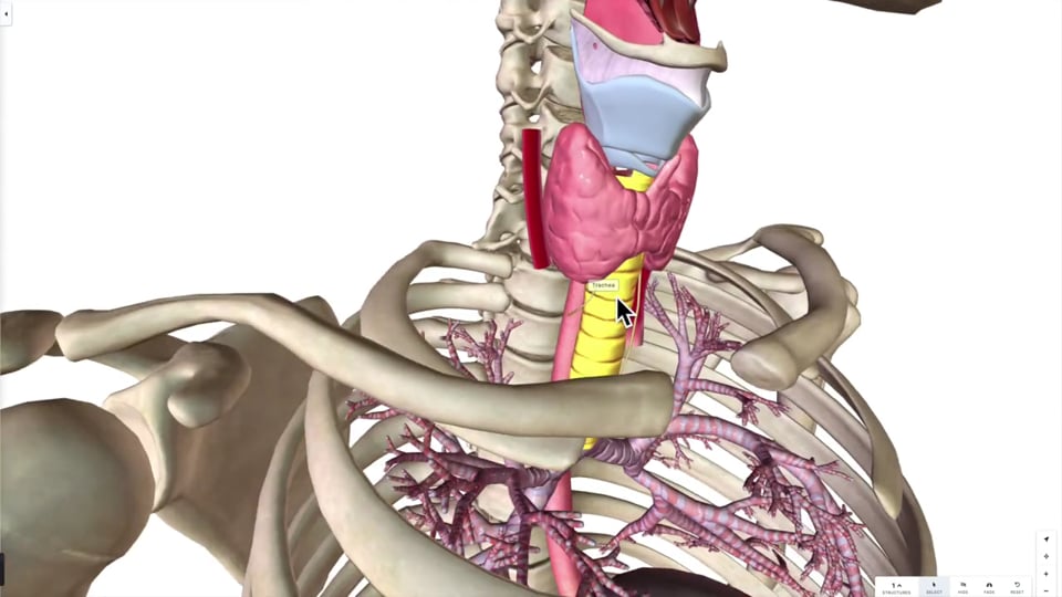 The Oesophagus