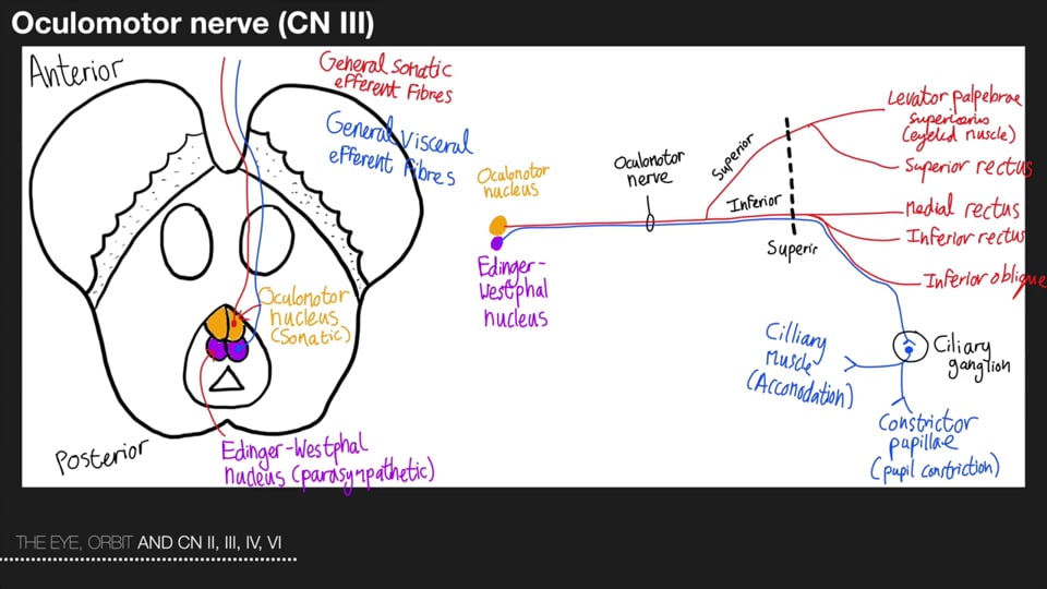 The Eye Orbit and the Cranial Nerves II,III, IV and VI Part 2