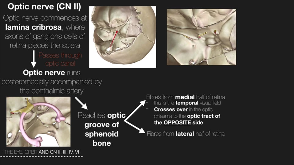 The Eye Orbit and the Cranial Nerves II,III, IV and VI Part 1