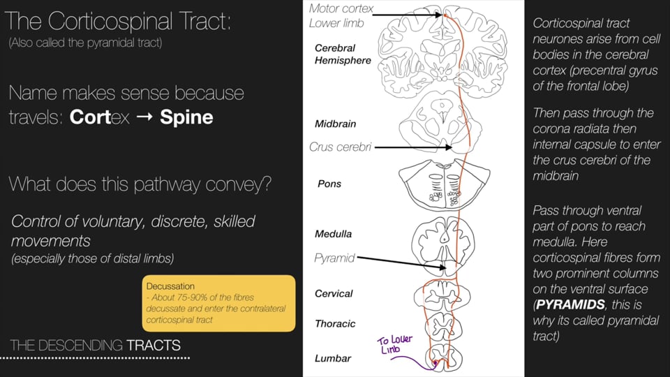 The Descending Tracts (Pyramidal and the Extra Pyramidal)