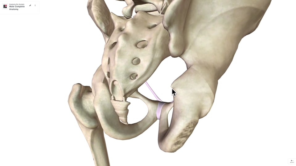 The Hip Bone