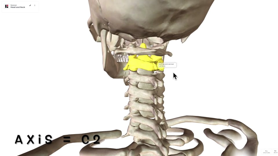 The Cervical Vertebrae