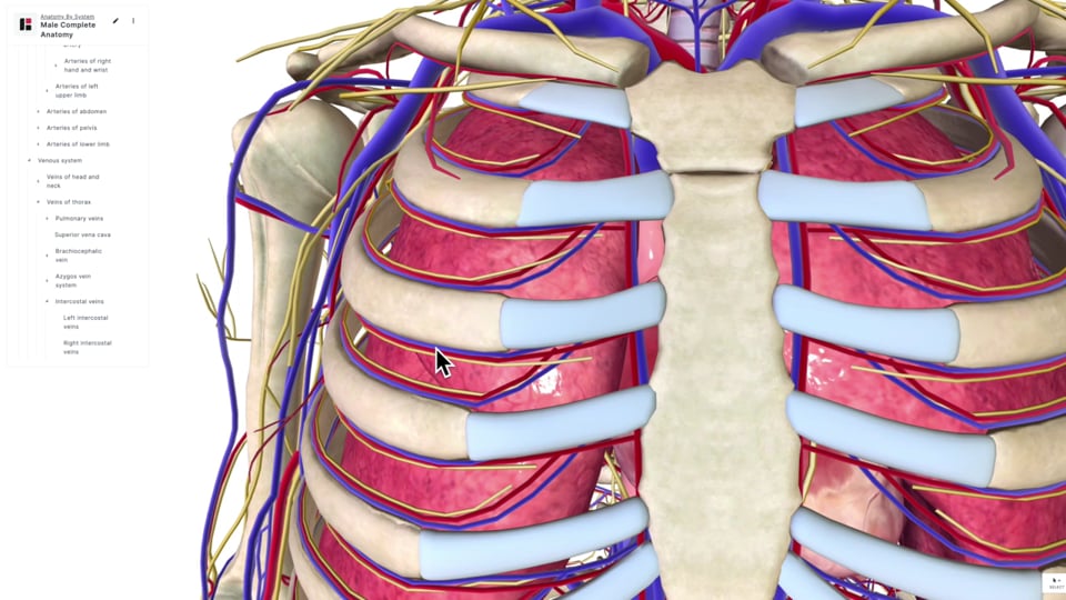 The Lower Respiratory Tract Part 2