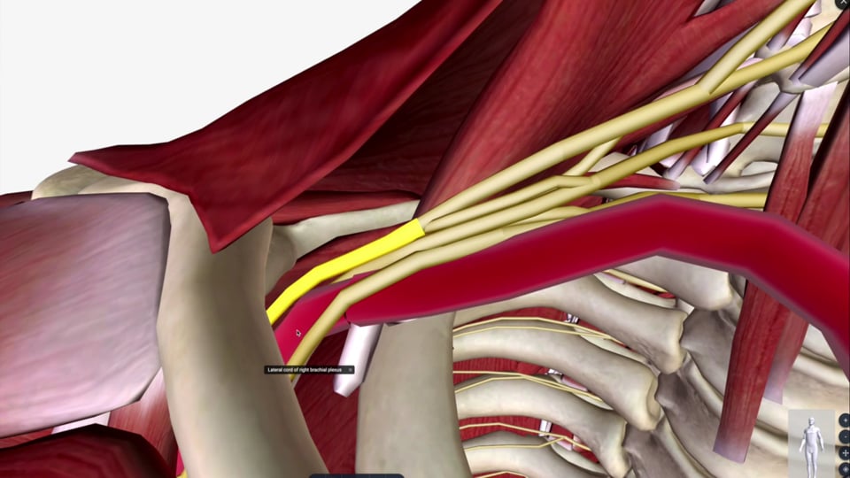 The Brachial Plexus and Nerve Lesions