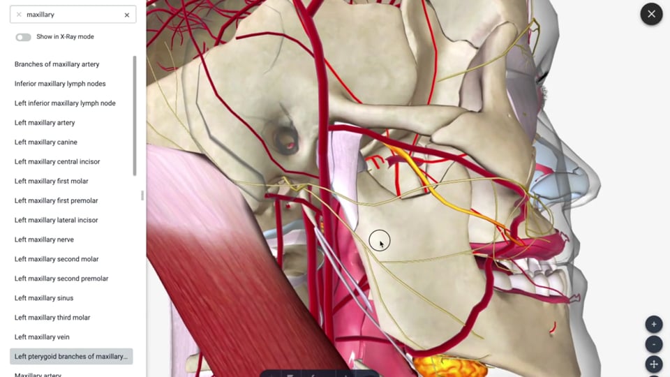 Overview of the Salivary Glands