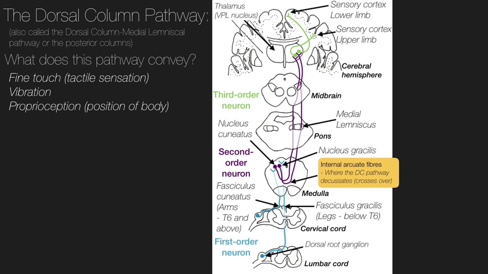 The Ascending Tracts