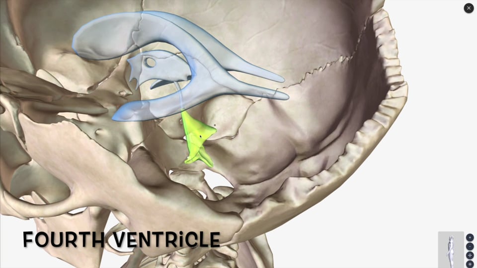 Ventricles CSF and Meninges