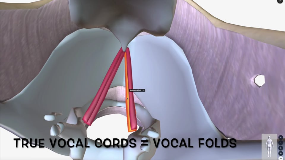 The Larynx