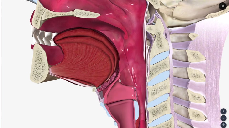 The Upper Respiratory Tract Pharynx and Sinuses