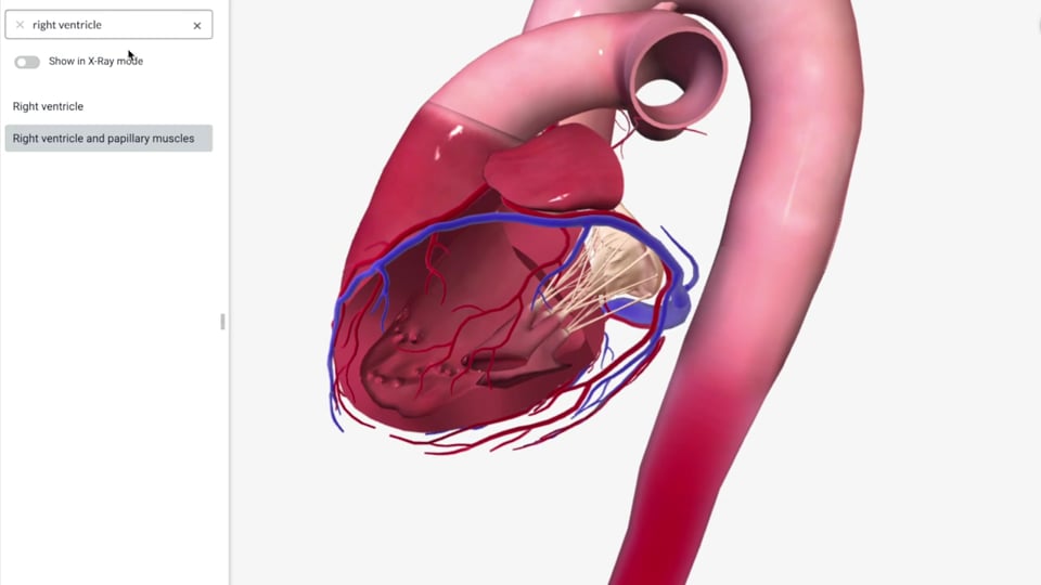 Cardiovascular Anatomy Part 2