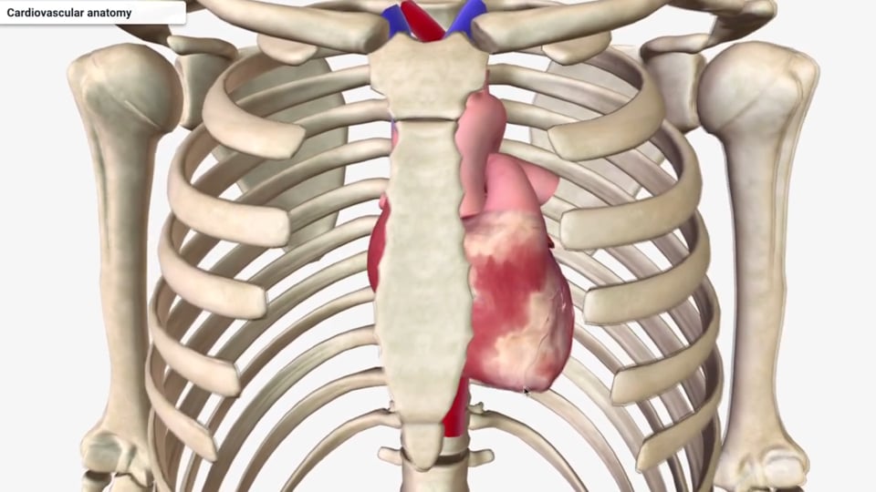 Cardiovascular Anatomy Part 1