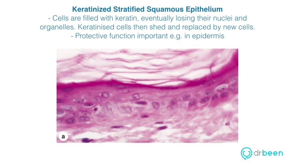 Epithelial Cells Part 2