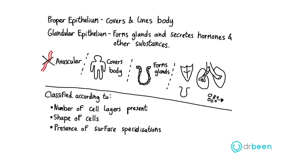 Epithelial Cells Part 1