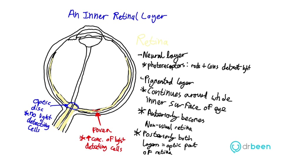 Structure Of The Eyeball