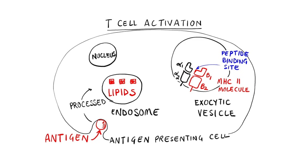 Staphylococcus - Superantigens