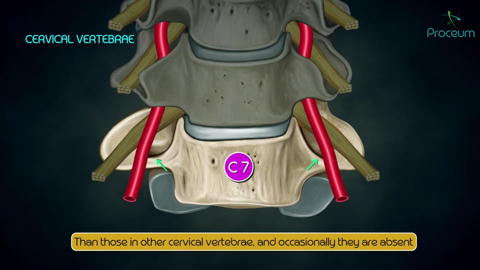 Cervical Vertebrae