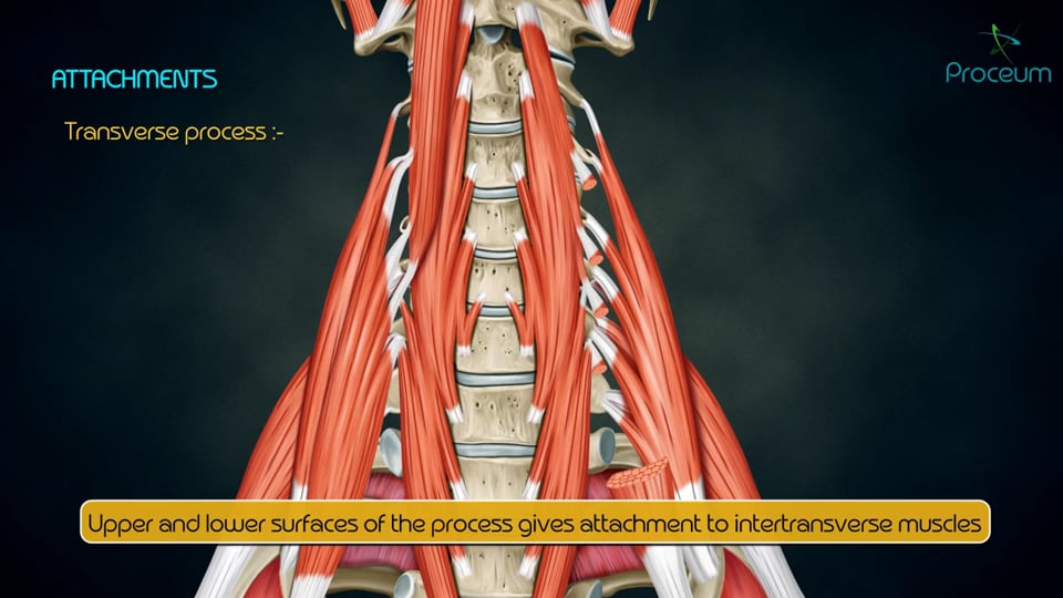 Axis, Atypical Vertebrae