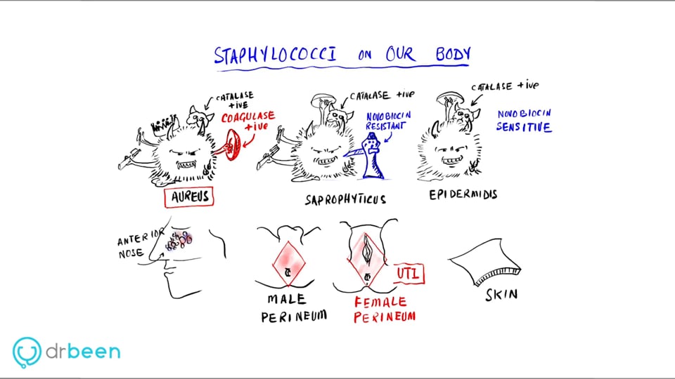 Staphylococci Properties, Diseases, Diagnosis, and Management Approach