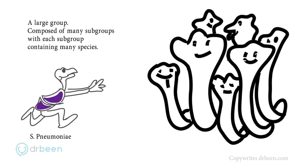 Streptococcus Viridans