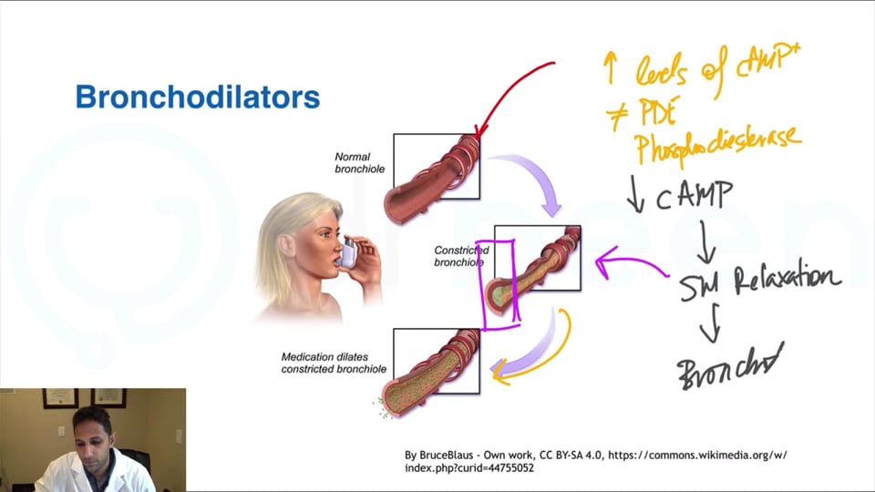 Clinical Applications of Respiratory Drugs (Part 1)/ Asthma