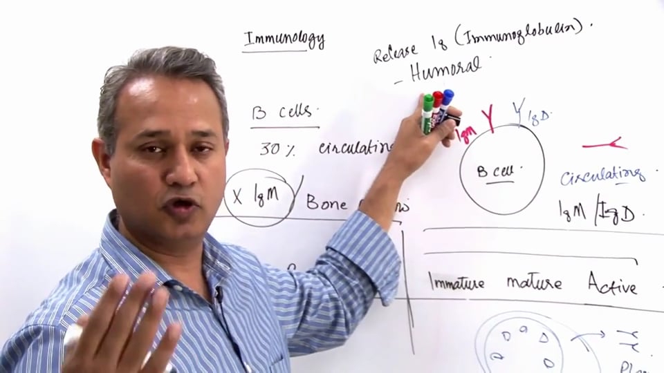 B Cell Functions (part 2)