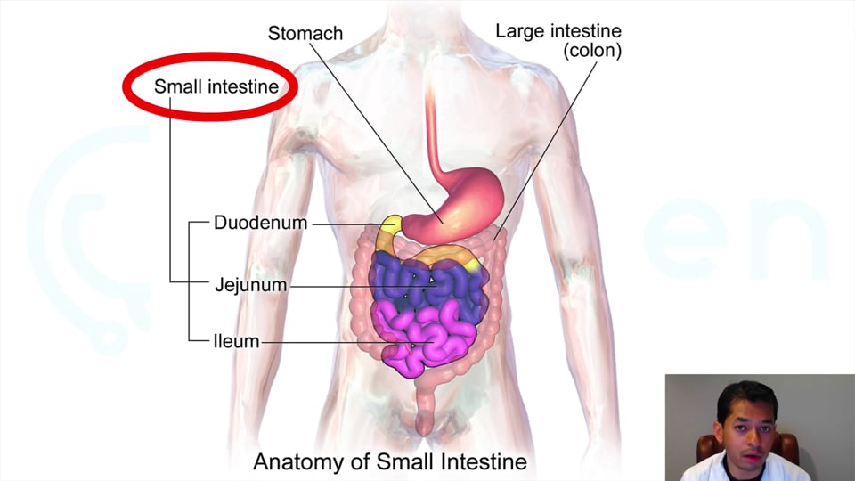 10 Most Important Disorders of the Small Intestine: An Overview