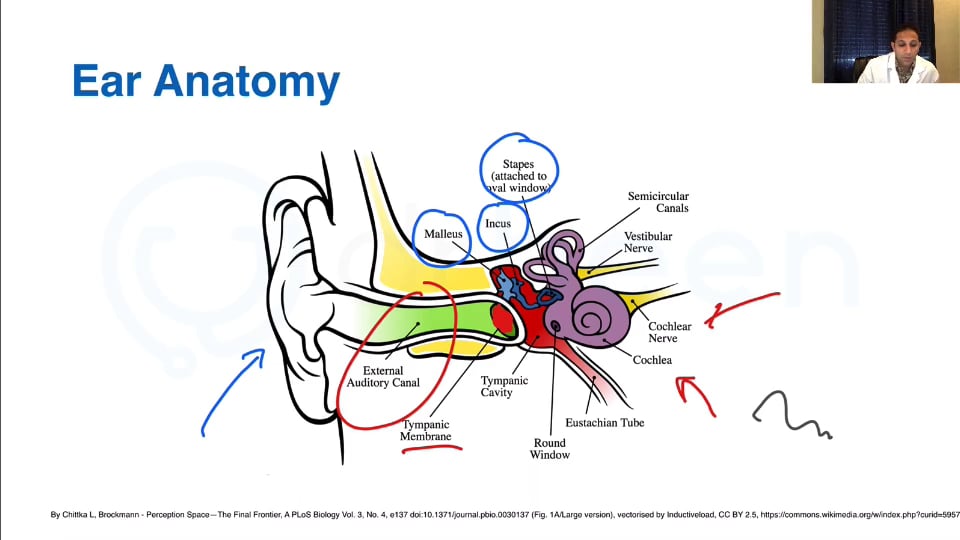 An Overview of Common Ear, Nose, and Throat Conditions (Part 1)