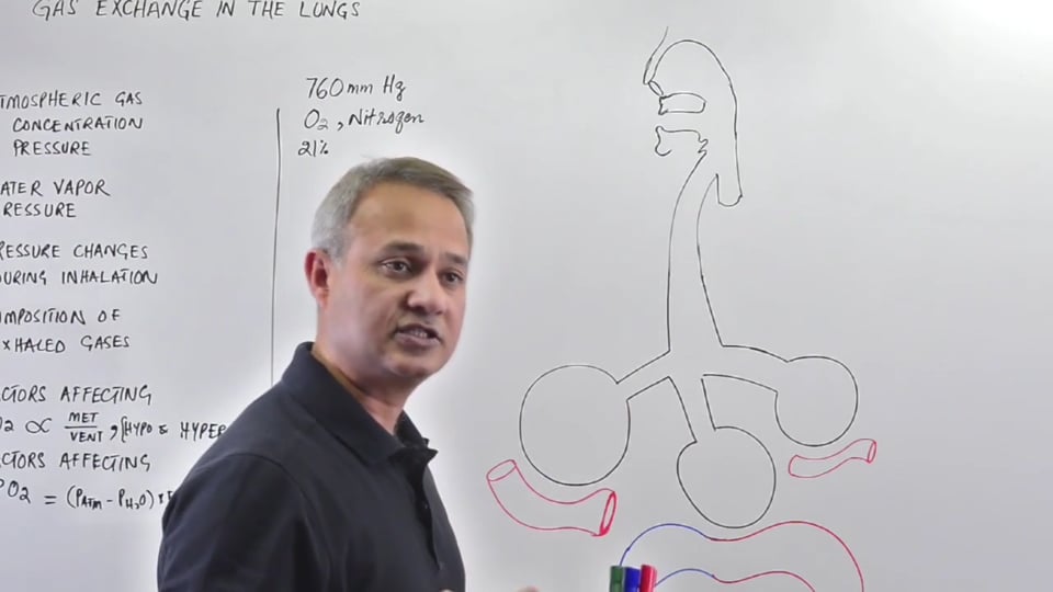 Introduction to Gas Exchange