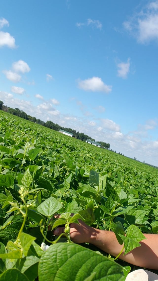Fungicide Timing - White Beans
