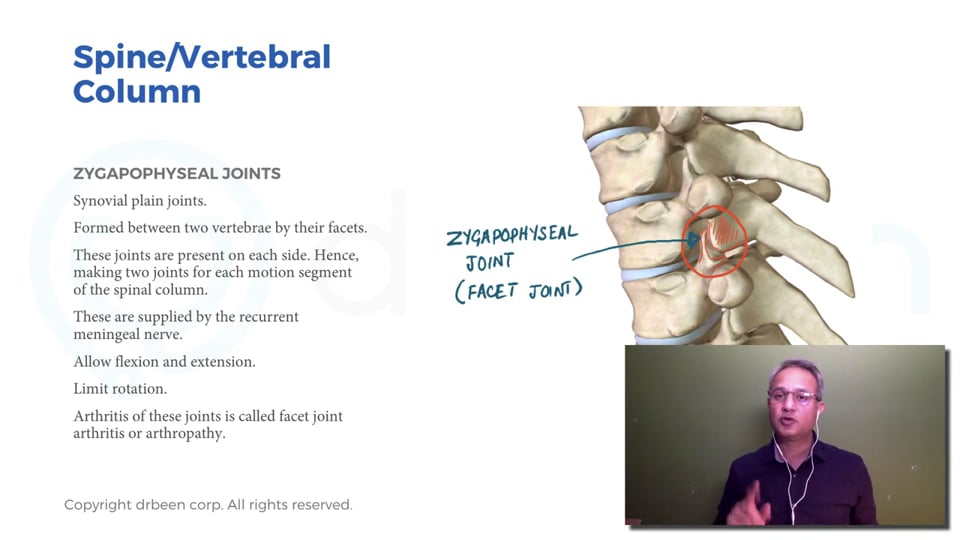 Spinal Cord Anatomy 