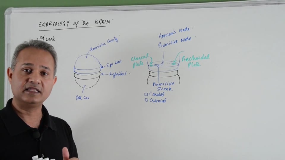 Embryology of the Brain