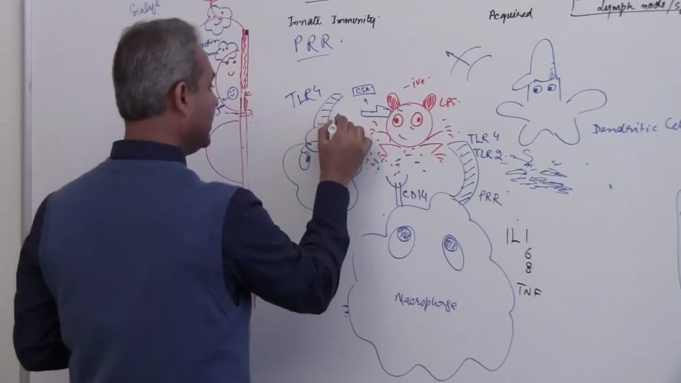 Neutrophils (Part 15)