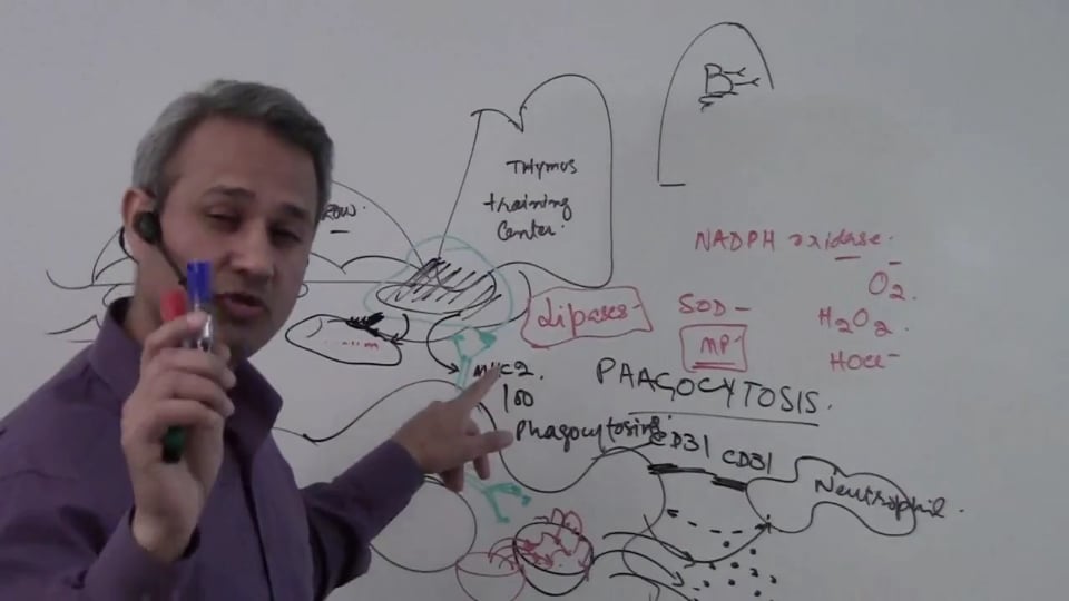 Macrophages (Part 6)