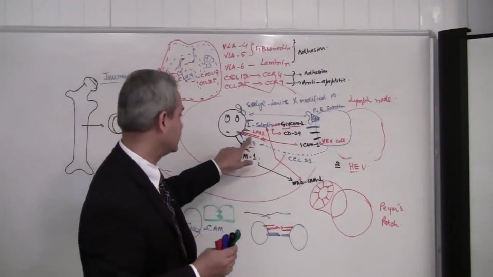 T Cells Maturation and Selection (part 4)