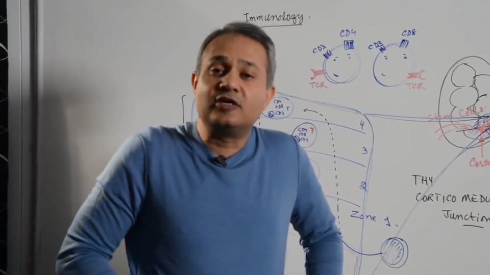 T Cells Maturation and Selection (part 1)