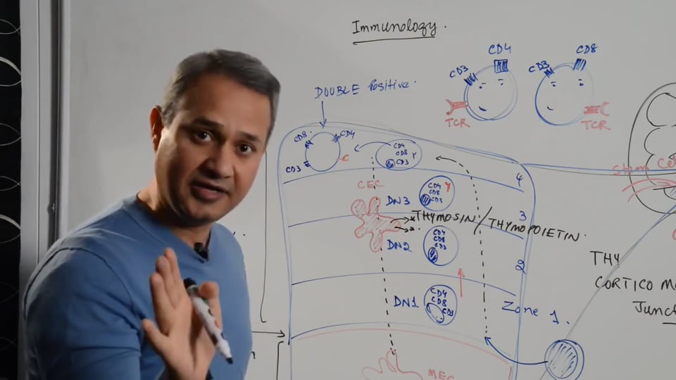 T Cells Maturation and Selection (part 3)