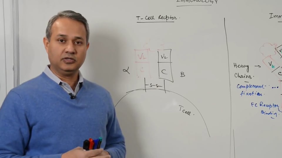 T Cell Receptors and Immunoglobulins (part 2)