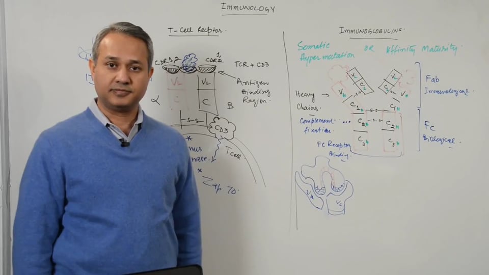 T Cell Receptors and Immunoglobulins (part 3)