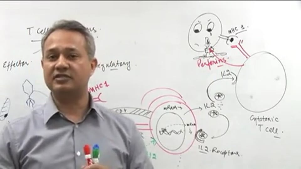 T Cell Functions (part 3)