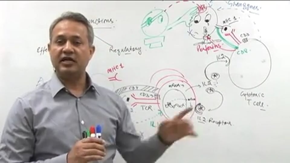 T Cell Functions (part 4)