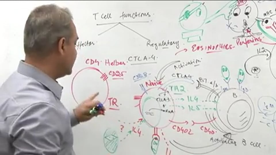 T Cell Functions (part 6)